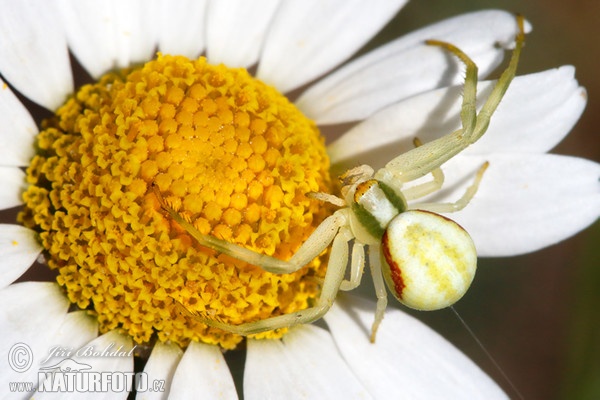 Veränderliche Krabbenspinne