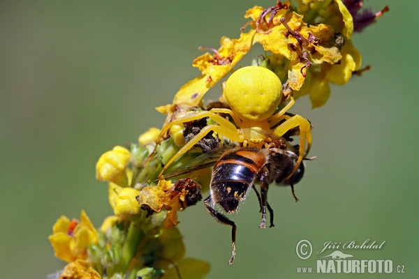 Veränderliche Krabbenspinne