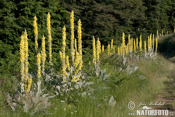 Verbascum sp.