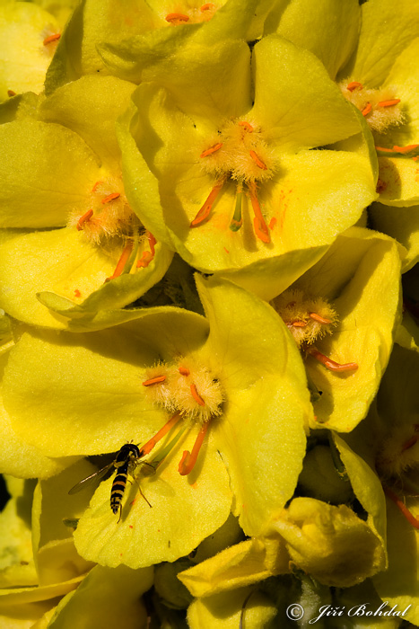 Verbascum sp.