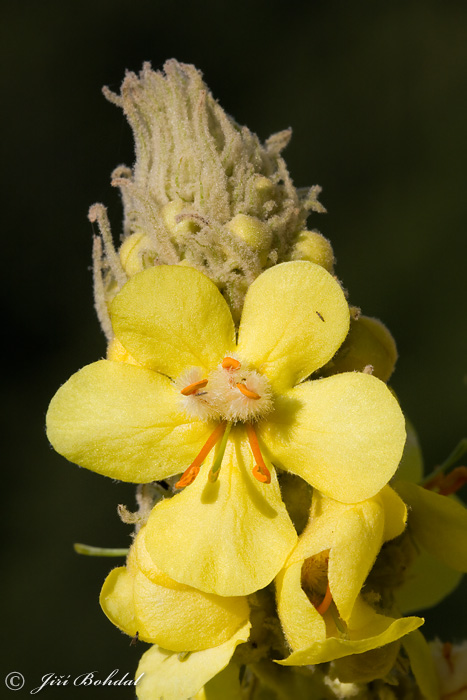 Verbascum sp.