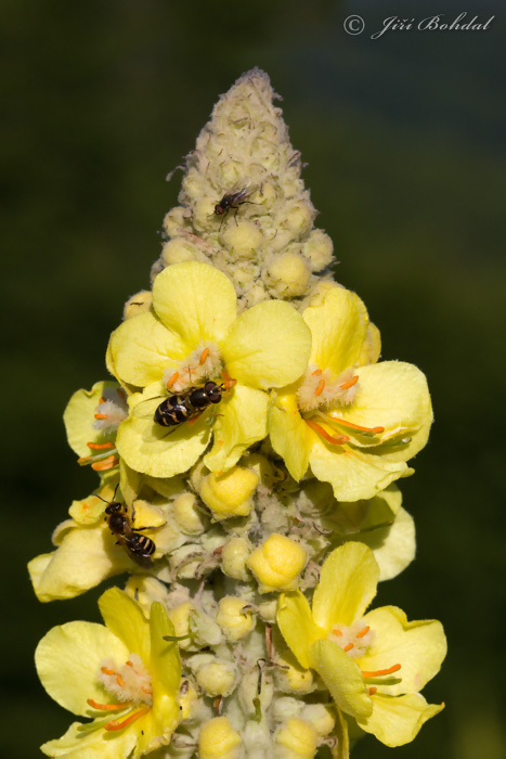 Verbascum sp.