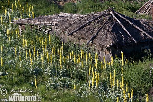 Verbascum sp.