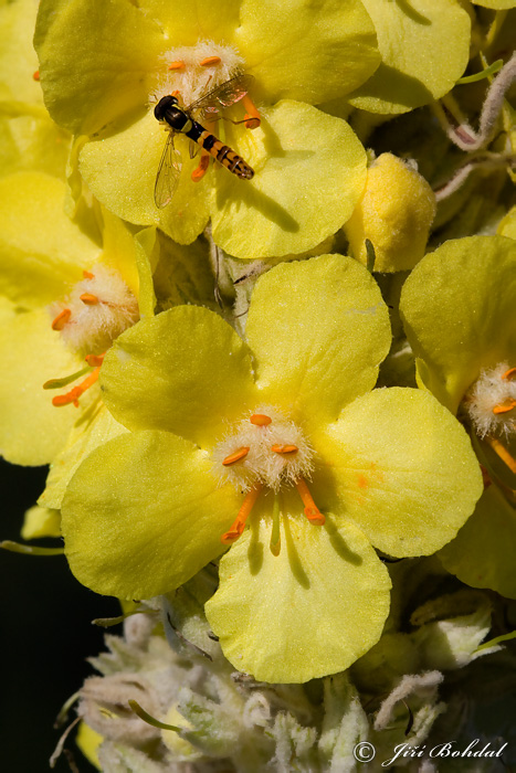 Verbascum sp.