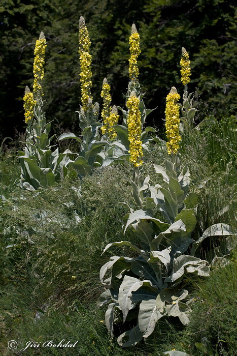 Verbascum sp.