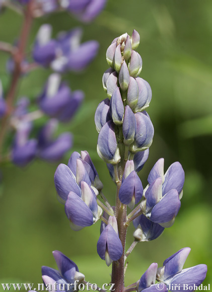 Vielblättrige Lupine