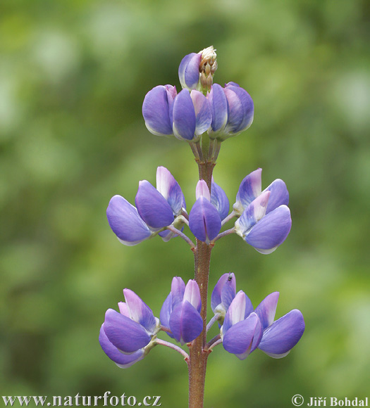 Vielblättrige Lupine