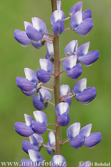 Vielblättrige Lupine