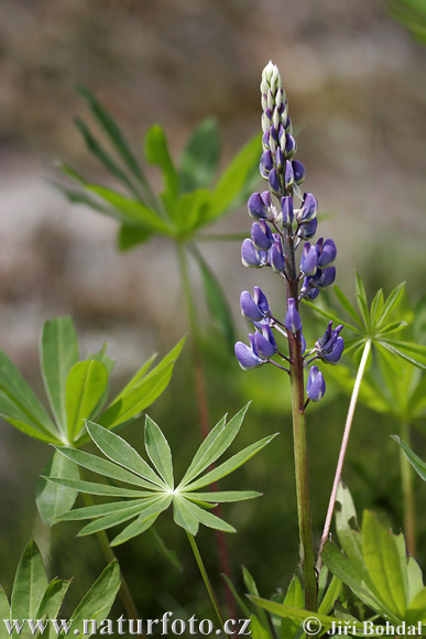 Vielblättrige Lupine