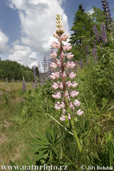 Vielblättrige Lupine