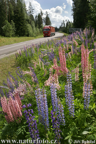 Vielblättrige Lupine