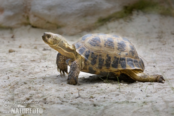 Vierzehenschildkröte