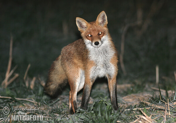 Vulpes vulpes