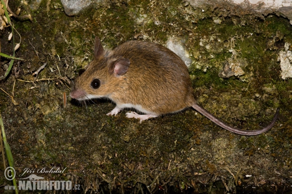 Waldmaus