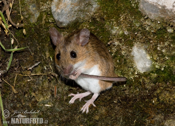 Waldmaus