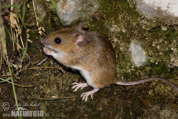 Waldmaus