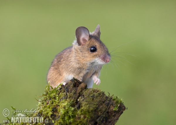 Waldmaus