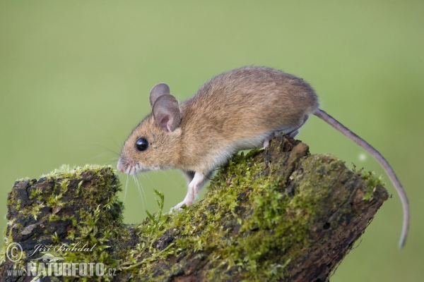 Waldmaus