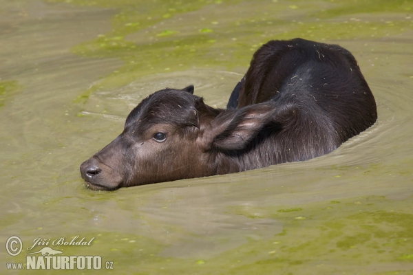 Wasserbüffel