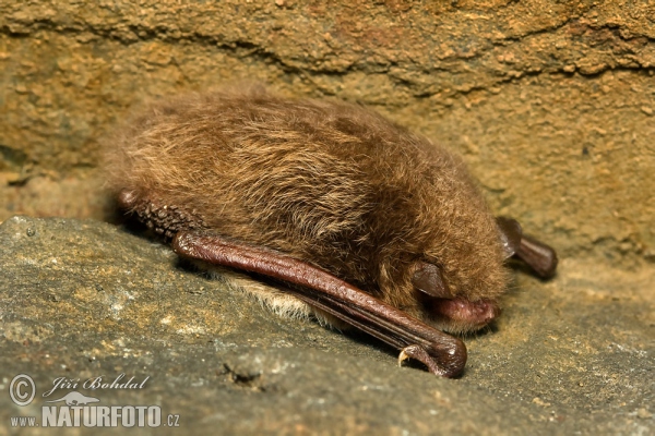 Wasserfledermaus