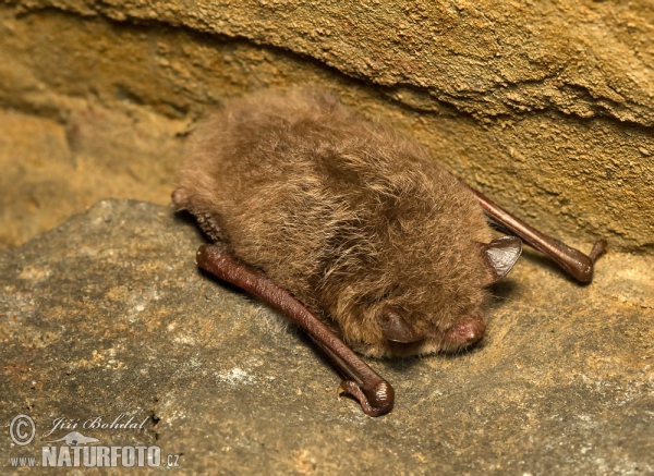 Wasserfledermaus