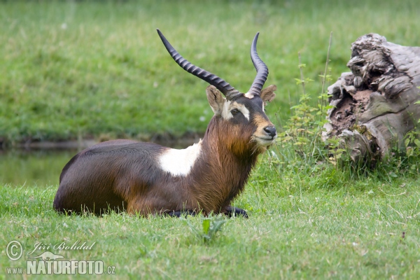 Weißnacken-Moorantilope