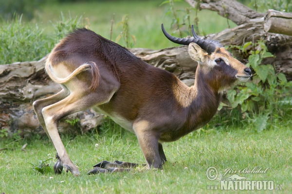 Weißnacken-Moorantilope