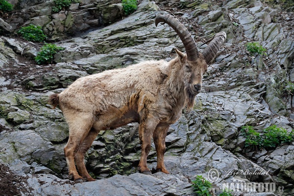 Westkaukasischer Steinbock