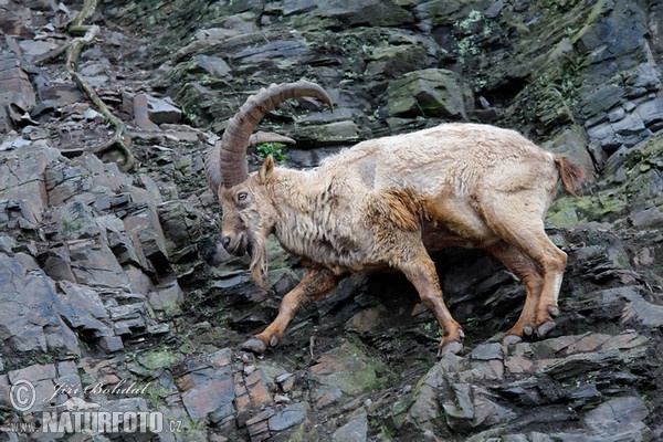 Westkaukasischer Steinbock