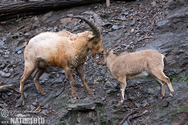 Westkaukasischer Steinbock