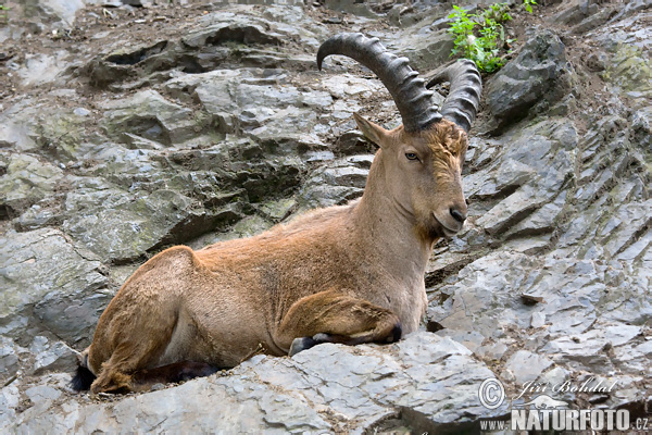 Westkaukasischer Steinbock