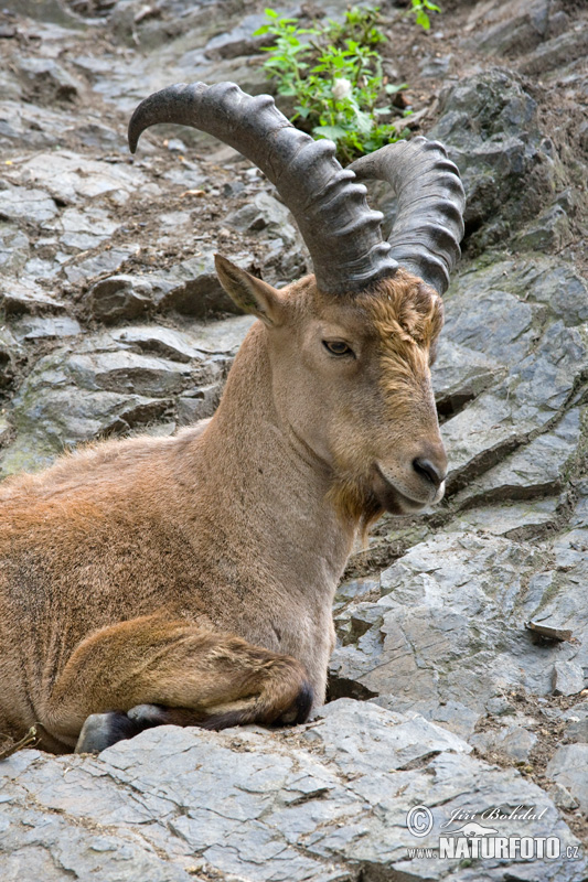 Westkaukasischer Steinbock