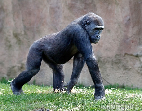 Westlicher Gorilla