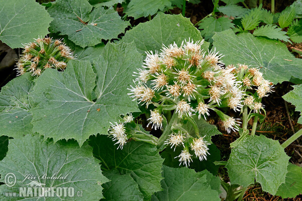 White Butterbur (Petasites albus)