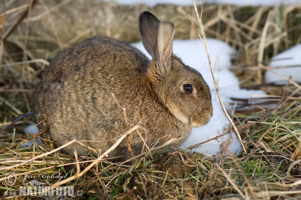 Wildkaninchen