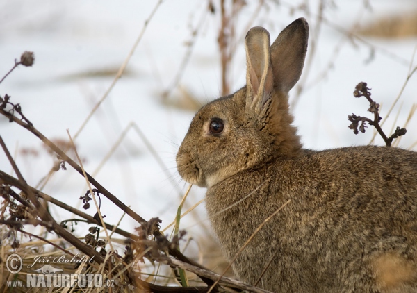 Wildkaninchen