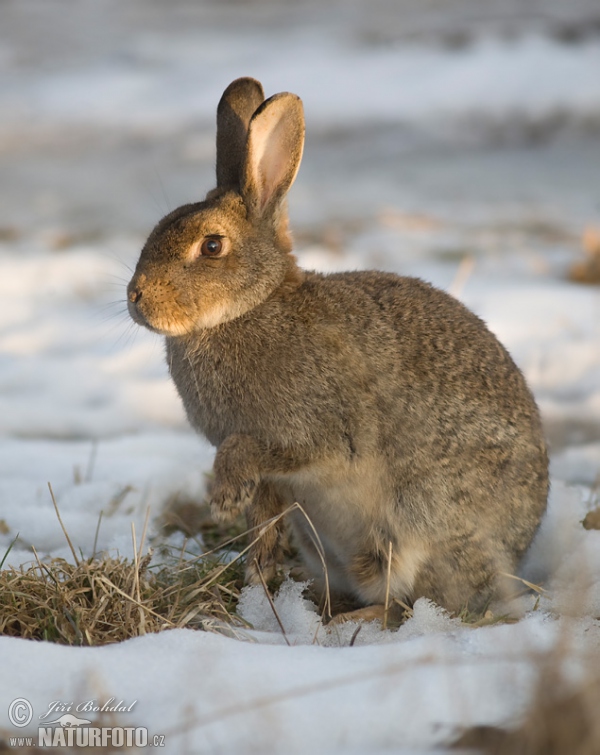 Wildkaninchen