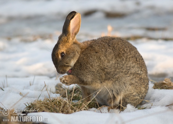 Wildkaninchen