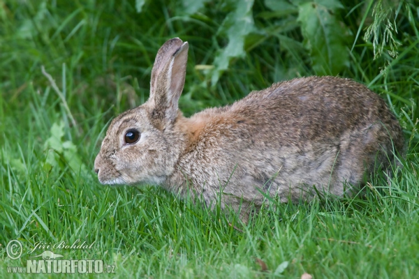 Wildkaninchen