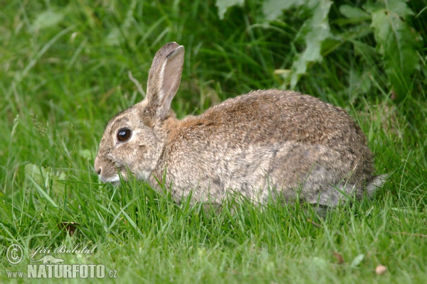 Wildkaninchen