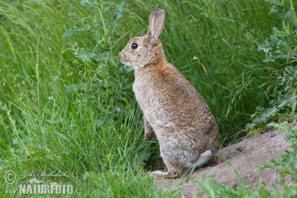 Wildkaninchen