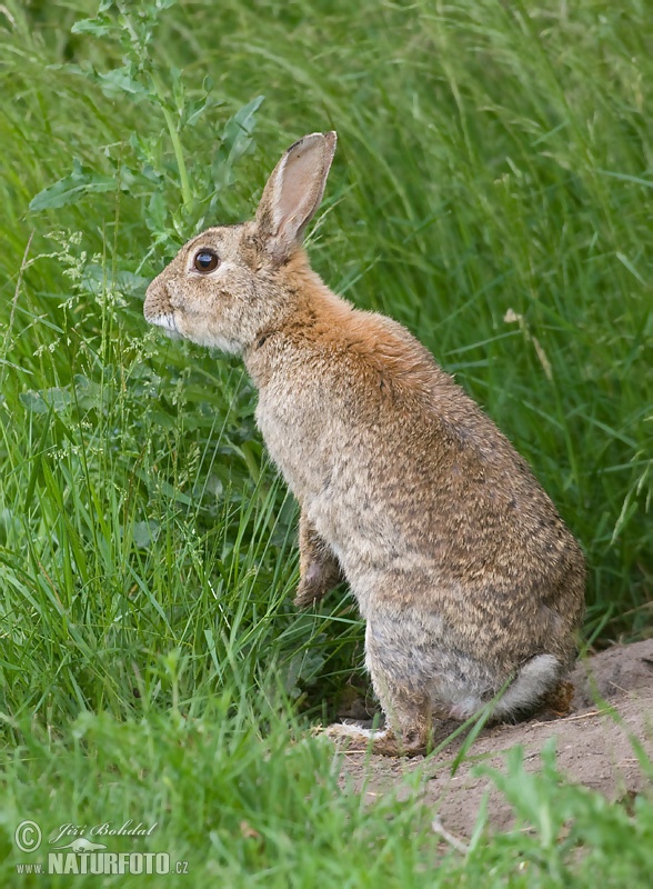 Wildkaninchen