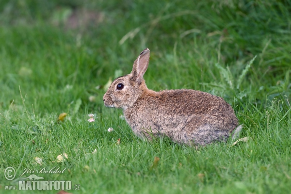 Wildkaninchen