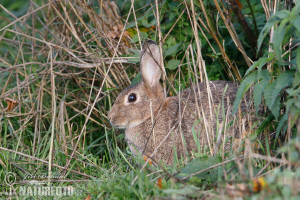 Wildkaninchen