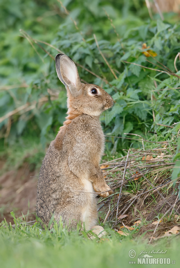 Wildkaninchen