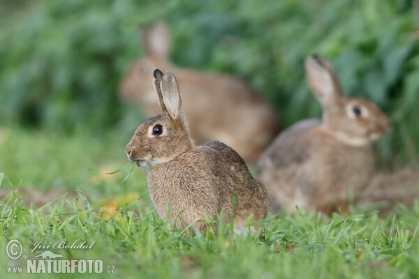 Wildkaninchen