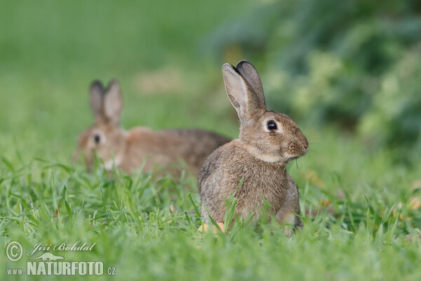 Wildkaninchen