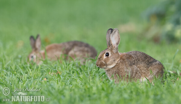 Wildkaninchen