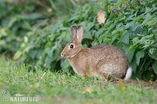 Wildkaninchen