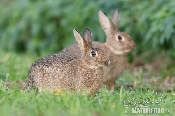 Wildkaninchen